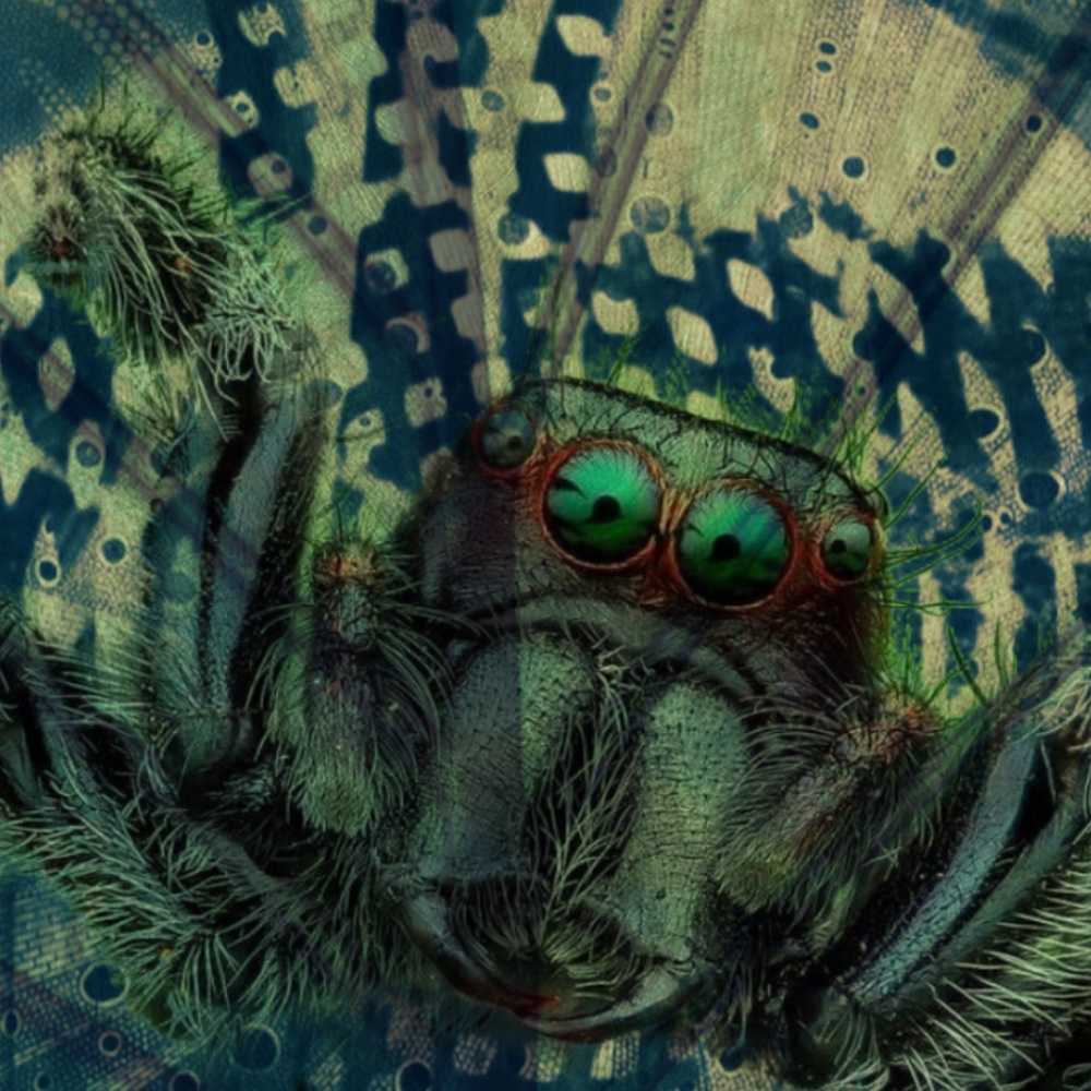 Spider-1- 12” x 12” archival fine art signed prints. Limited